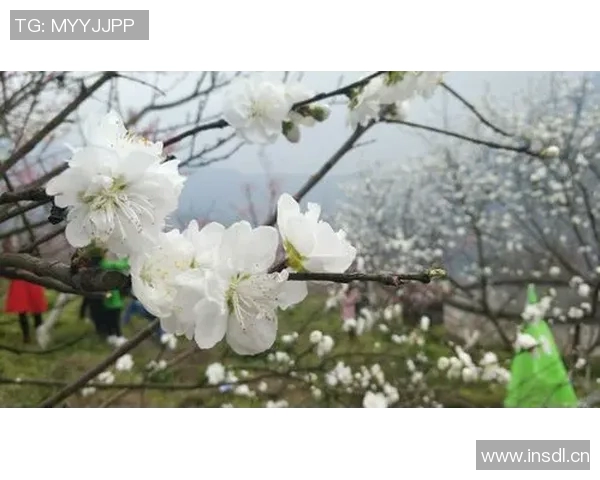 梅林村足球比赛精彩直播回顾与精彩瞬间分享